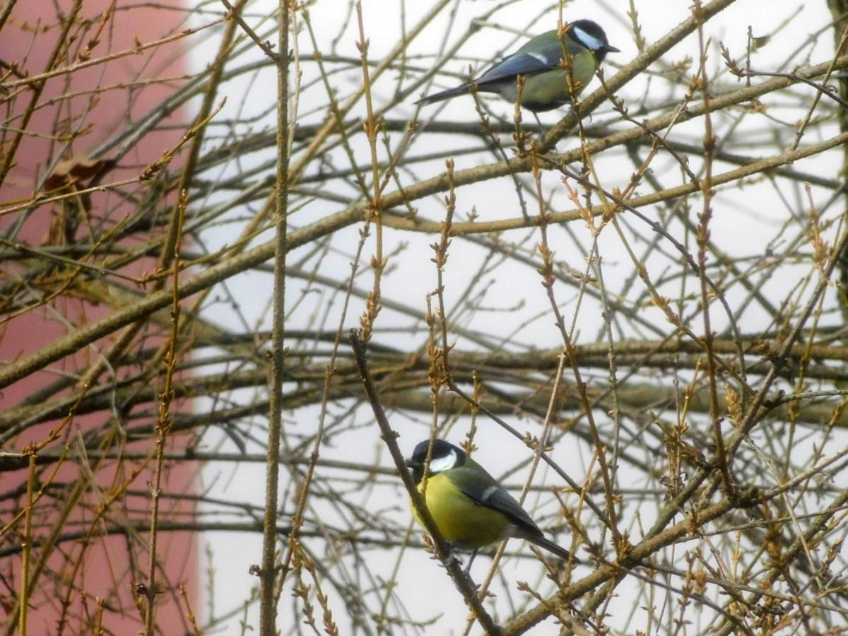 Ptačí hodinka 2026